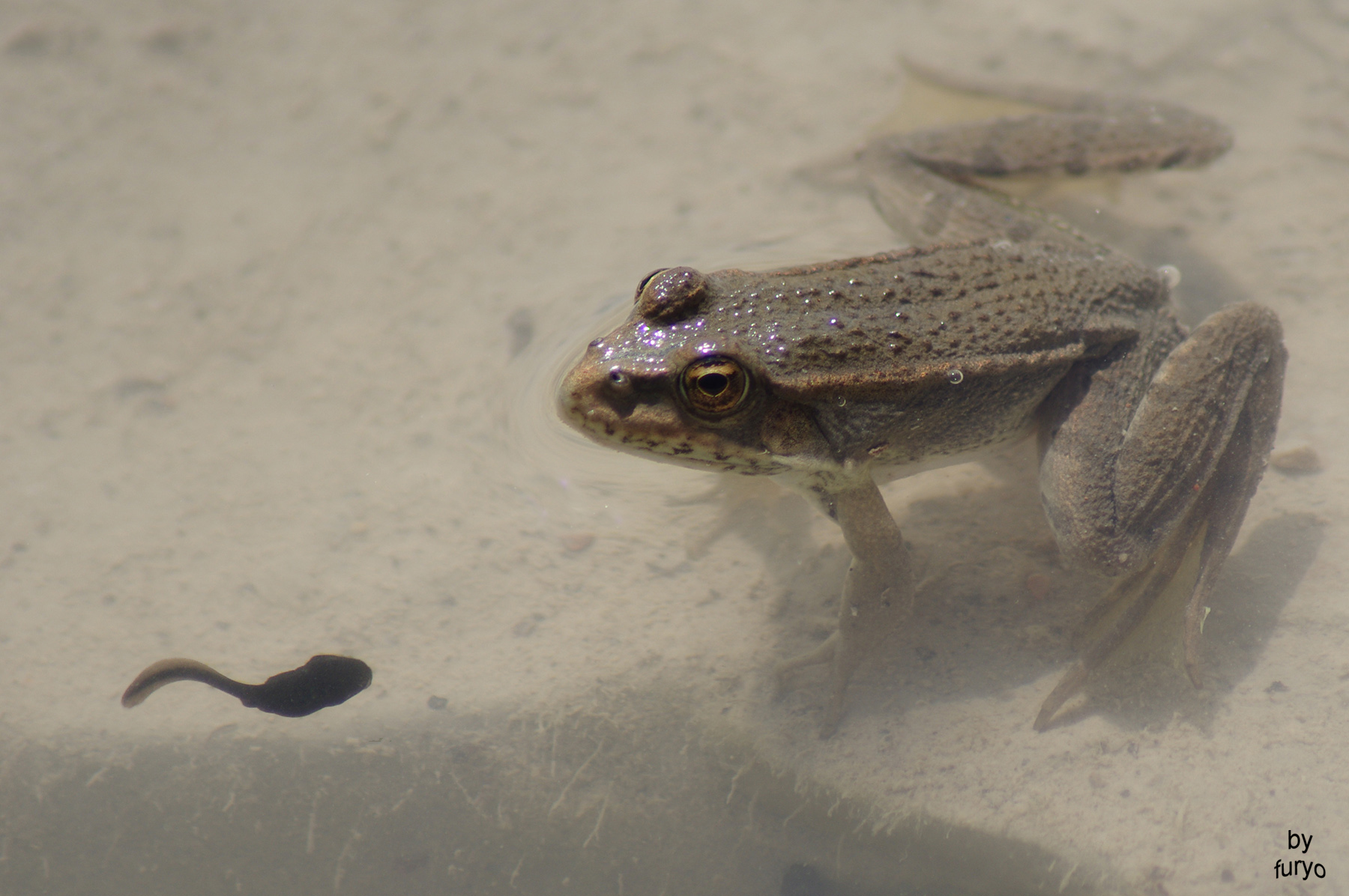 sei tu la mia mamma?