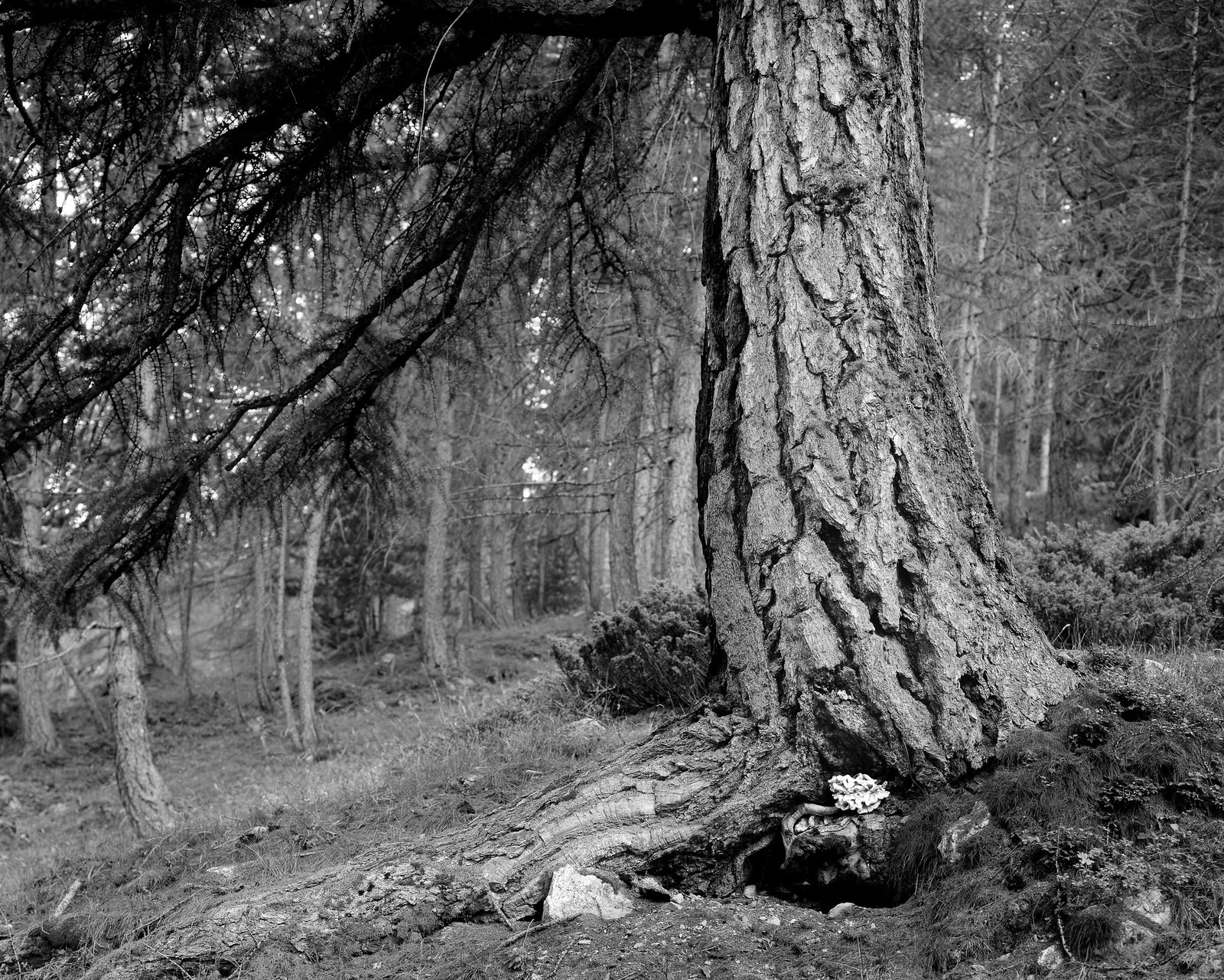 Intrepid 4x5 | Fomapan 100