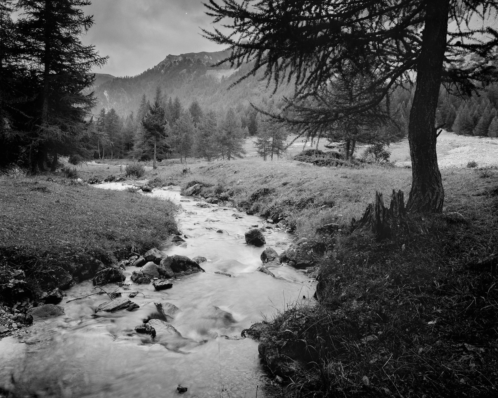 Intrepid 4x5 | Fomapan 100