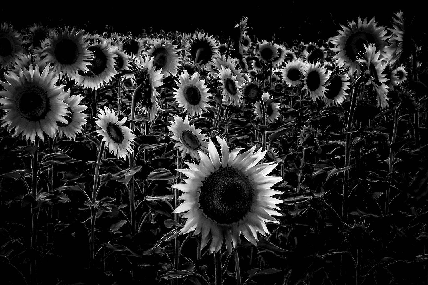 volevo essere una margherita