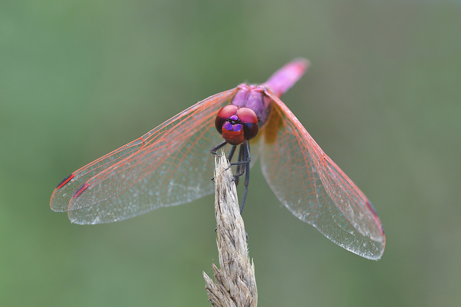 Trithemis