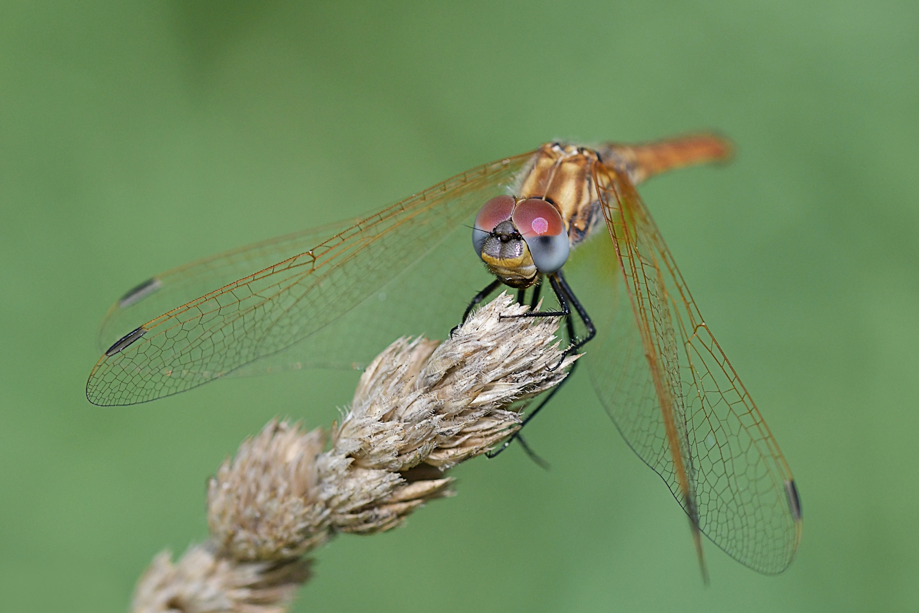 Sympetrum