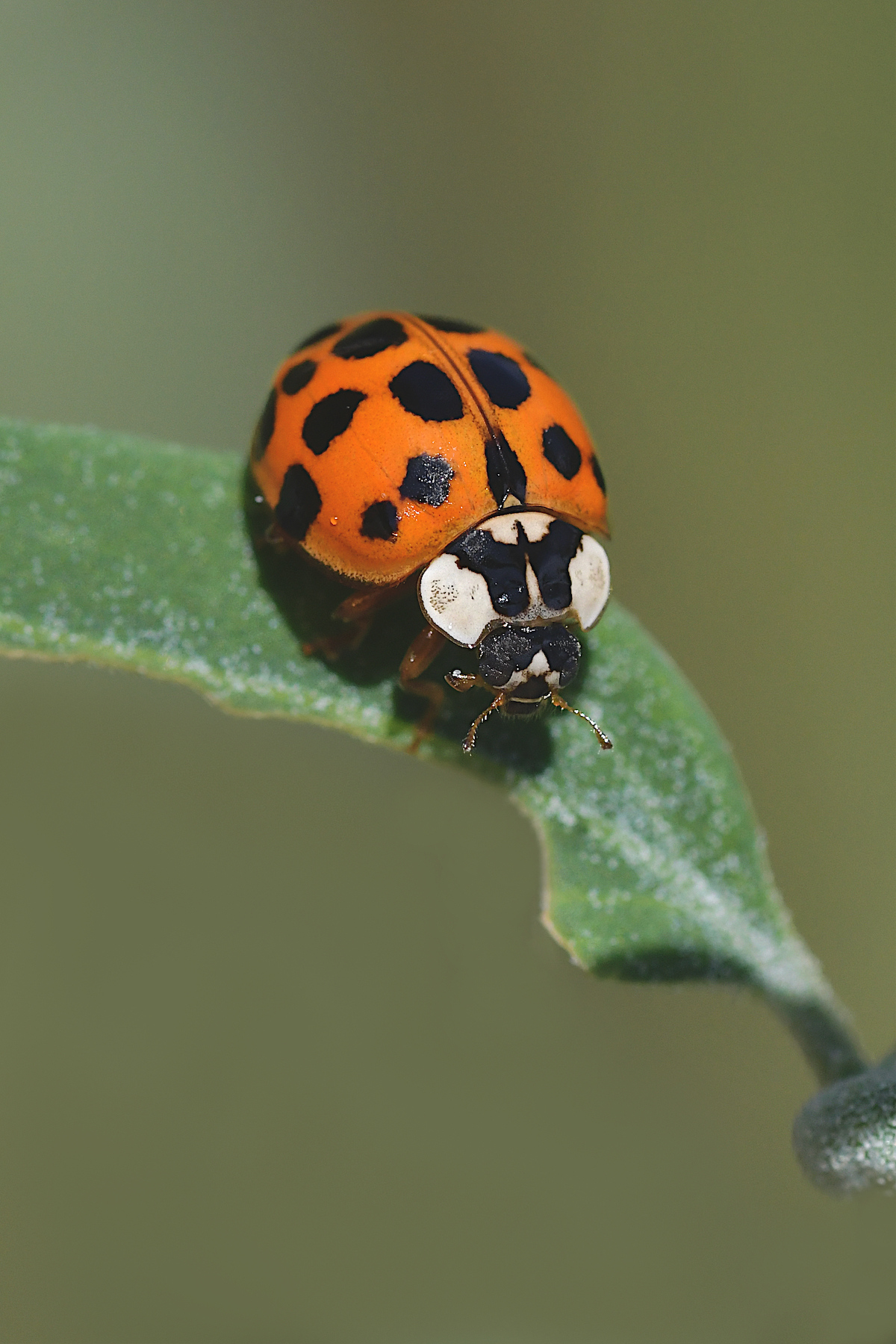Coccinella arlecchino