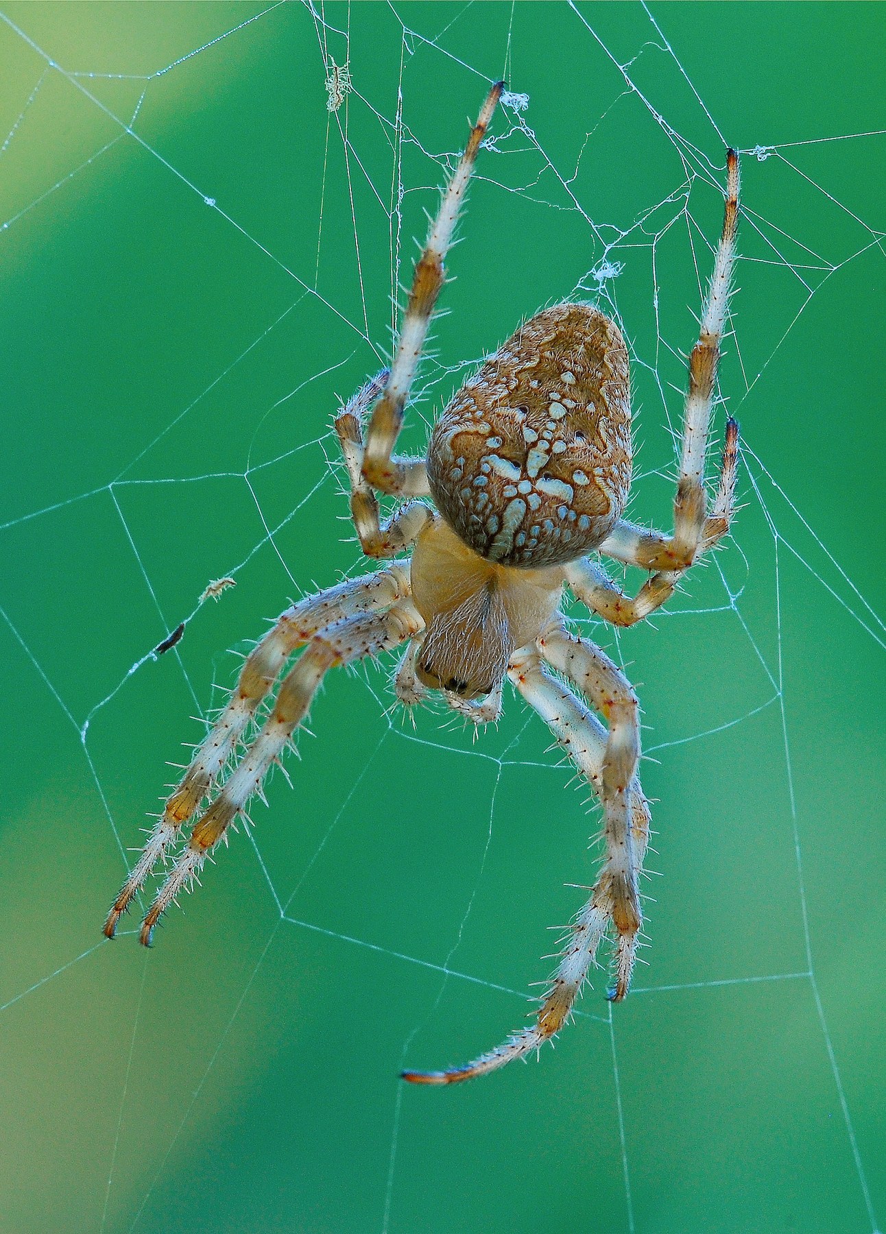 Araneus diadematus