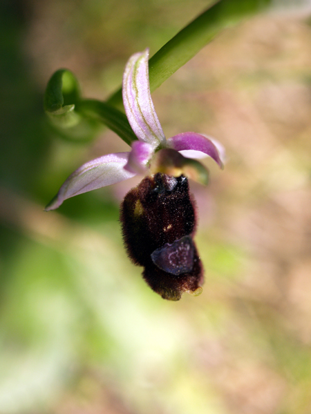 Ophrys bertolonii