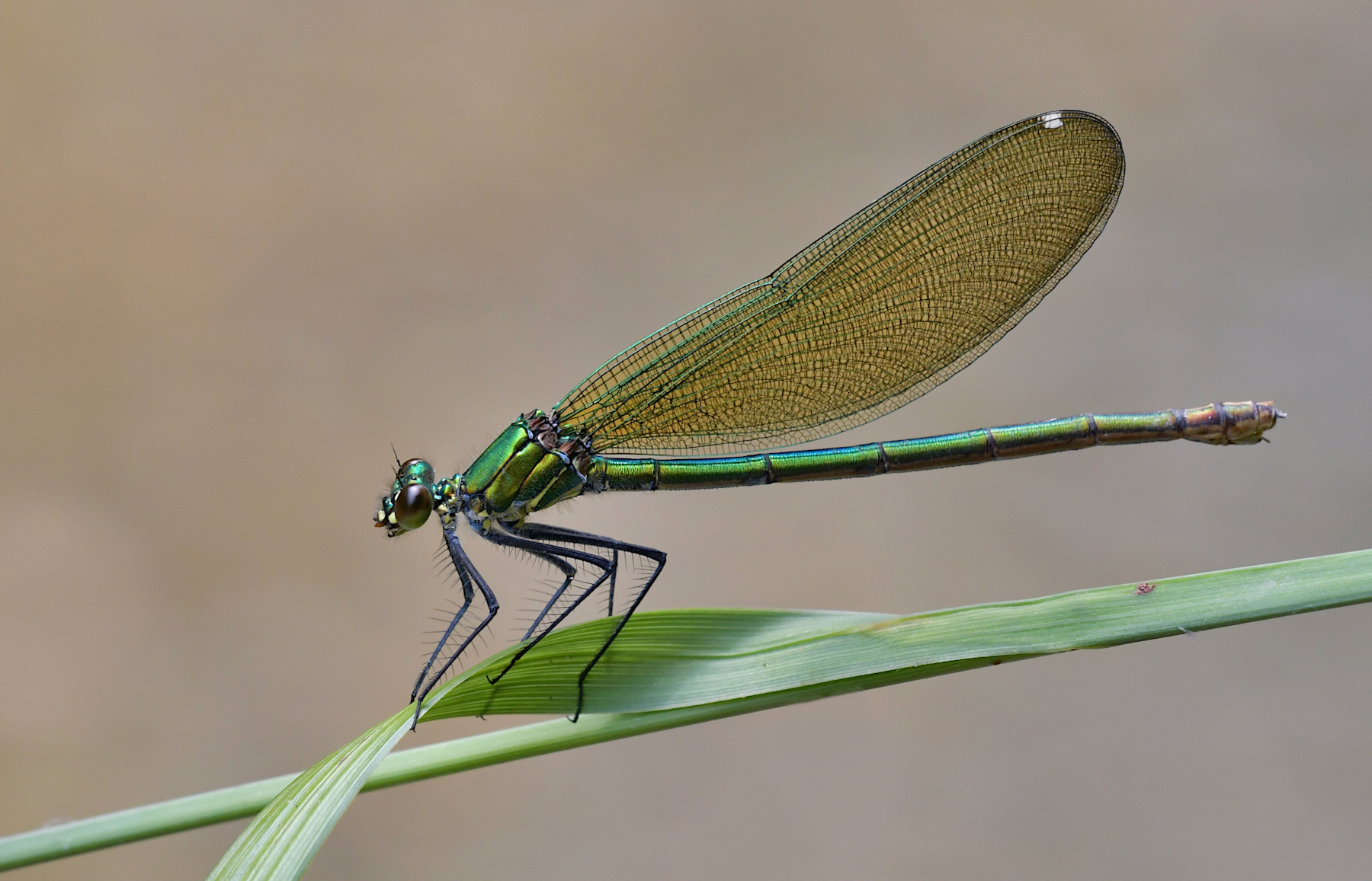 Caleopteryx splendens