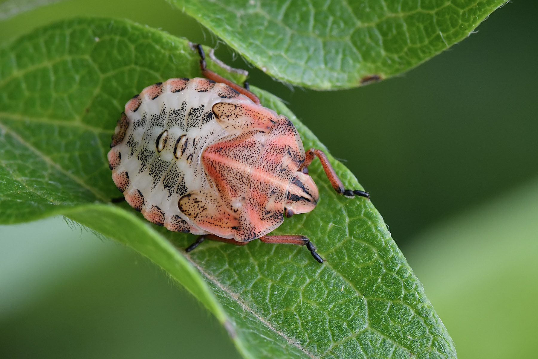Neanide di Graphosoma italicum