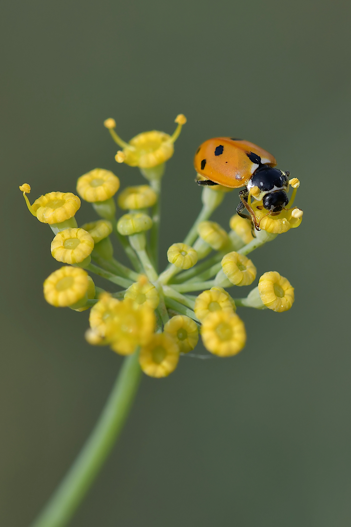 Hippodamia variegata