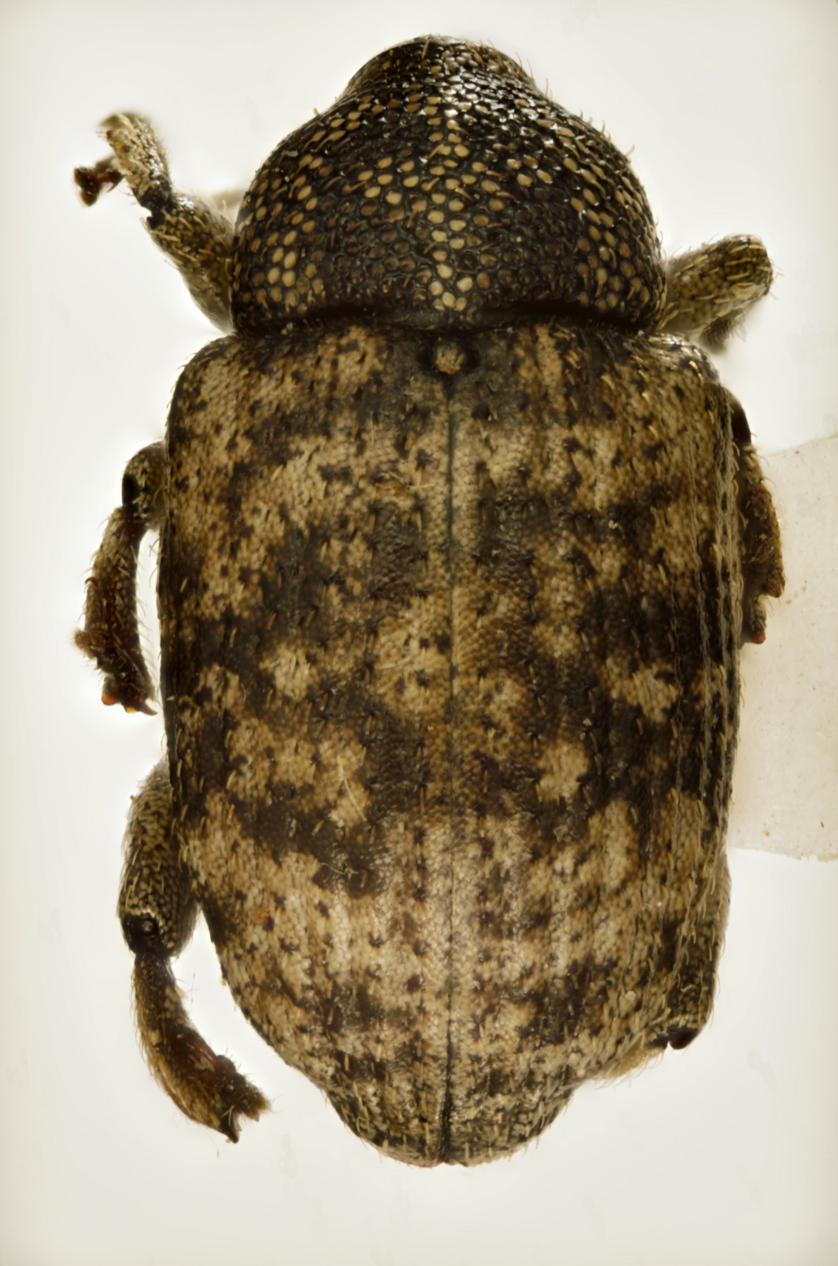 Curculionidae