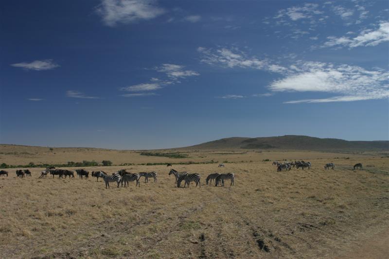 Masai Mara panoramico