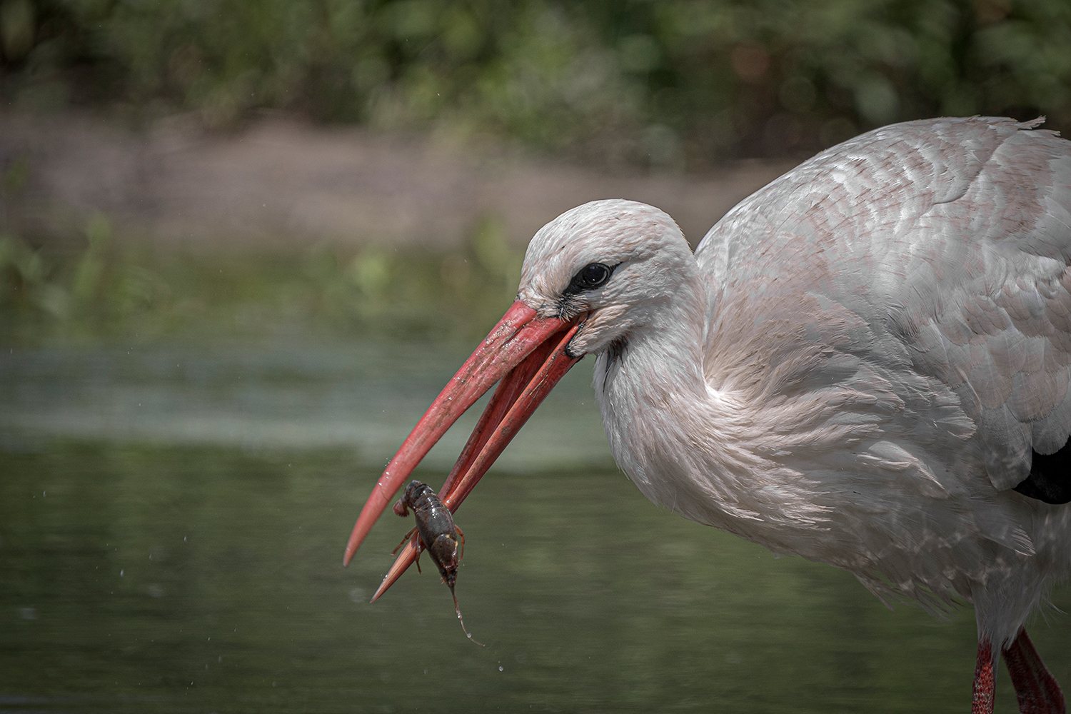 Cicogna con gamberetto