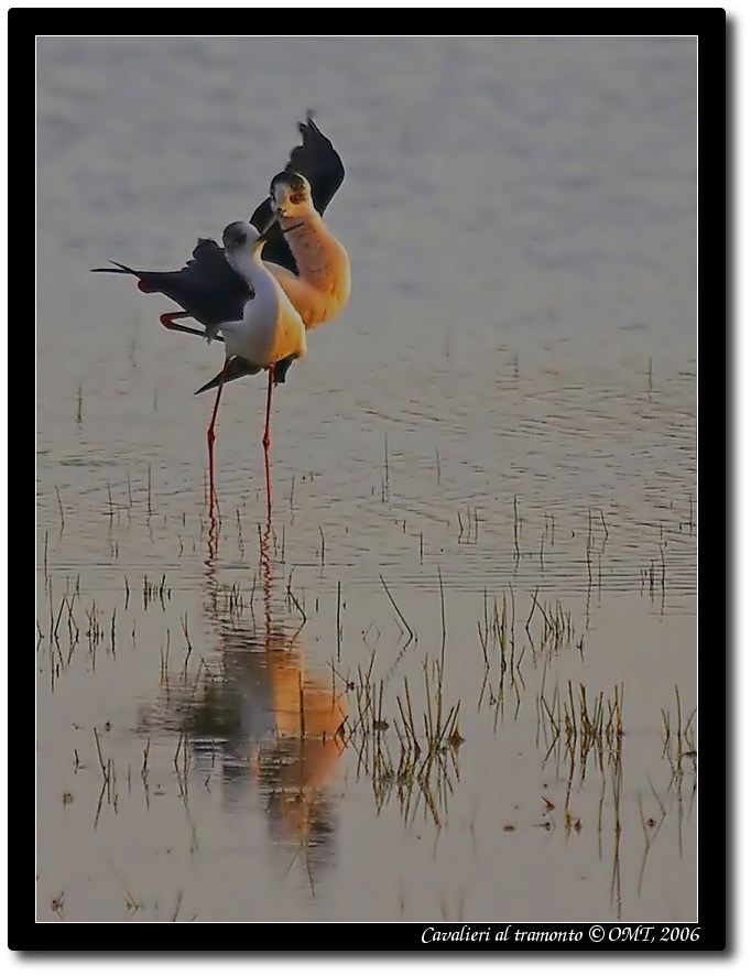 Cavalieri al tramonto