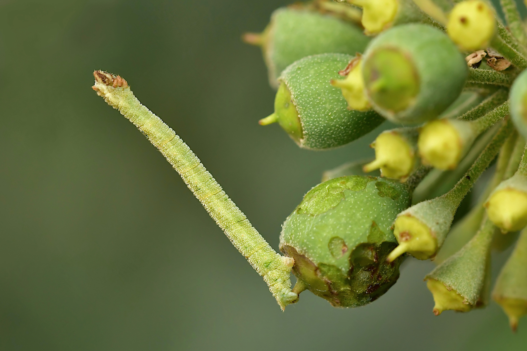 Piccolo bruco (Pingasa ruginaria, forse...)