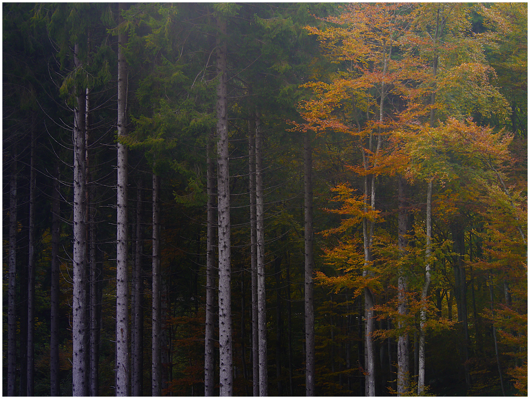 bosco misto d'autunno (di pulchrum)