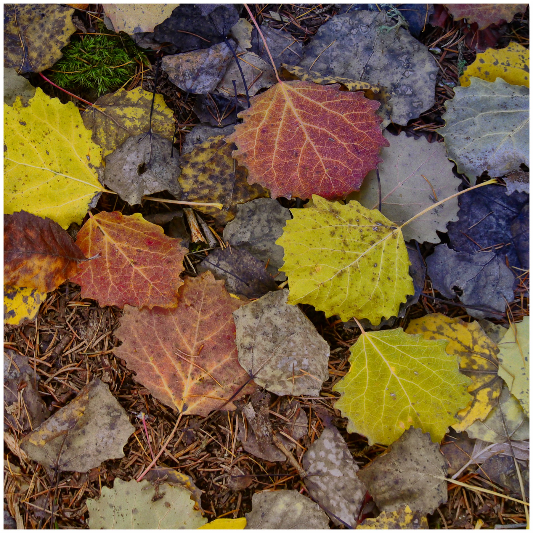 sottobosco autunnale