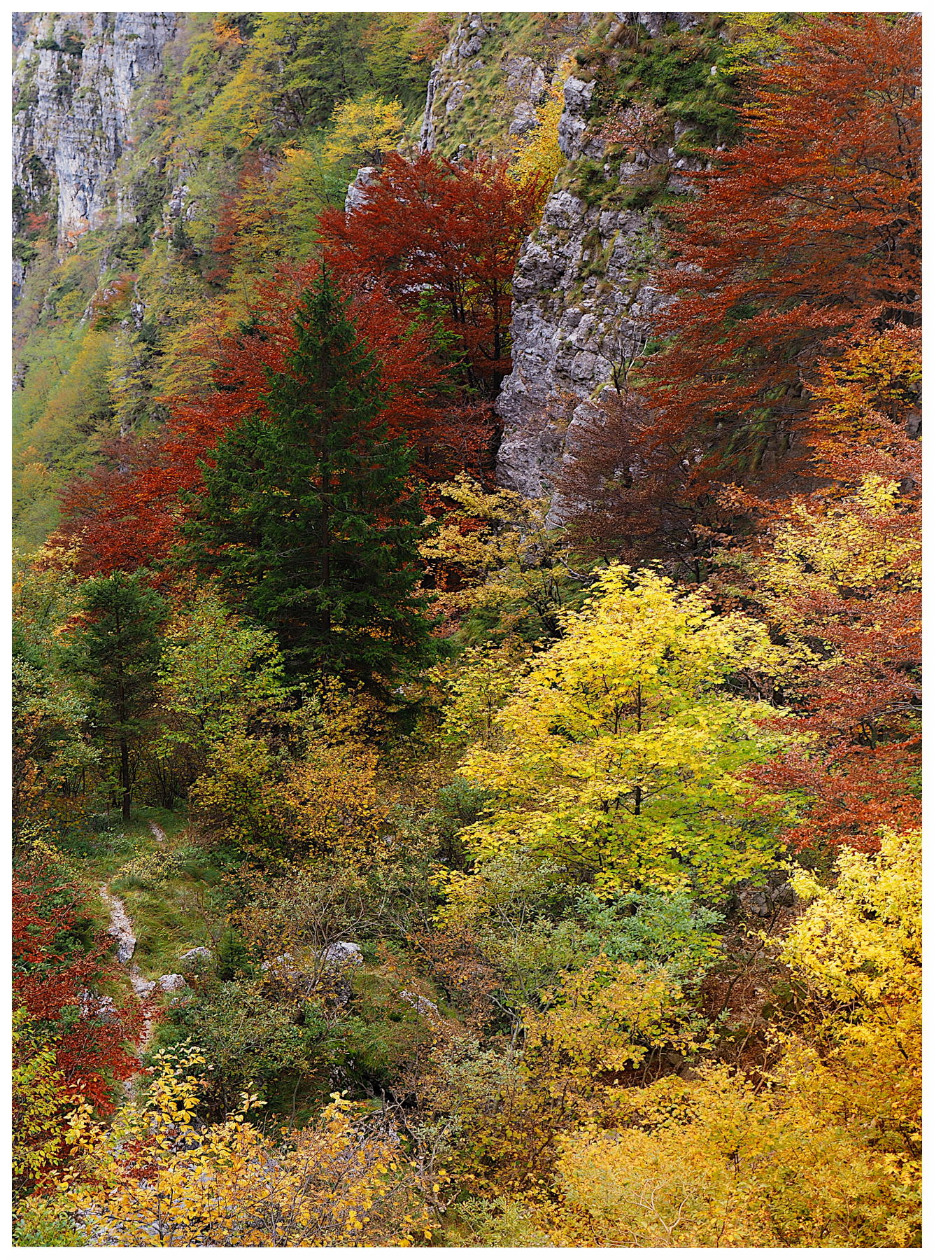 bosco misto in Val Scarabozza