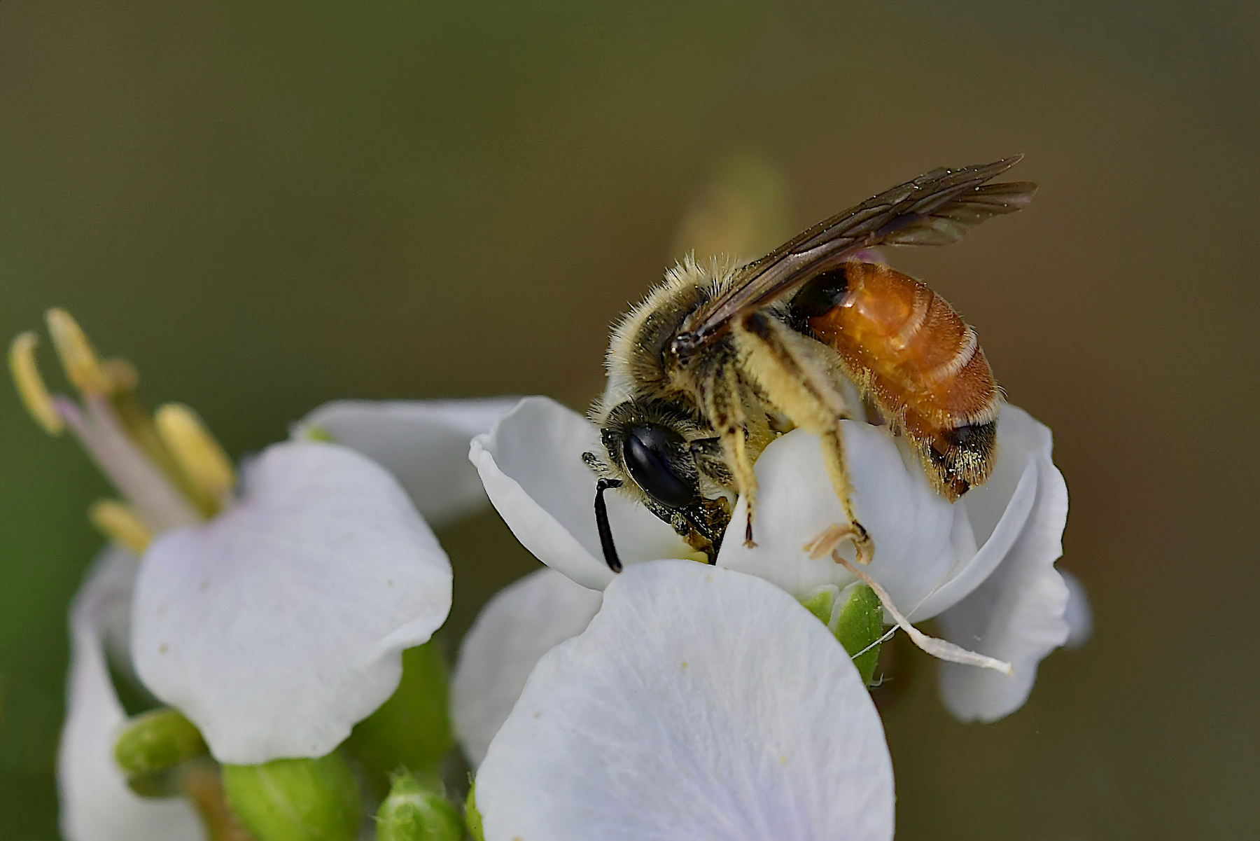 Apis mellifera