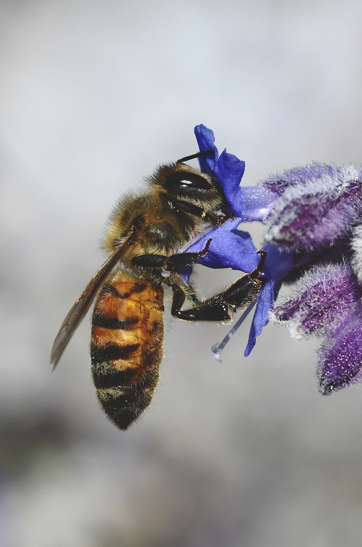 Apis mellifera