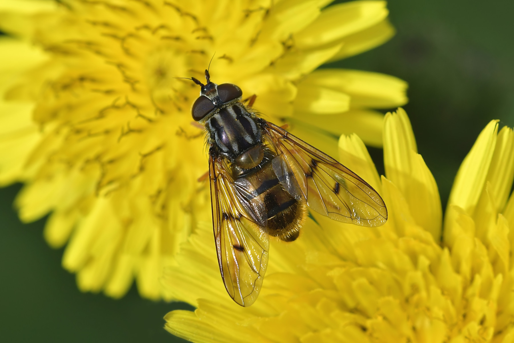 Ferdinandea su fiore giallo