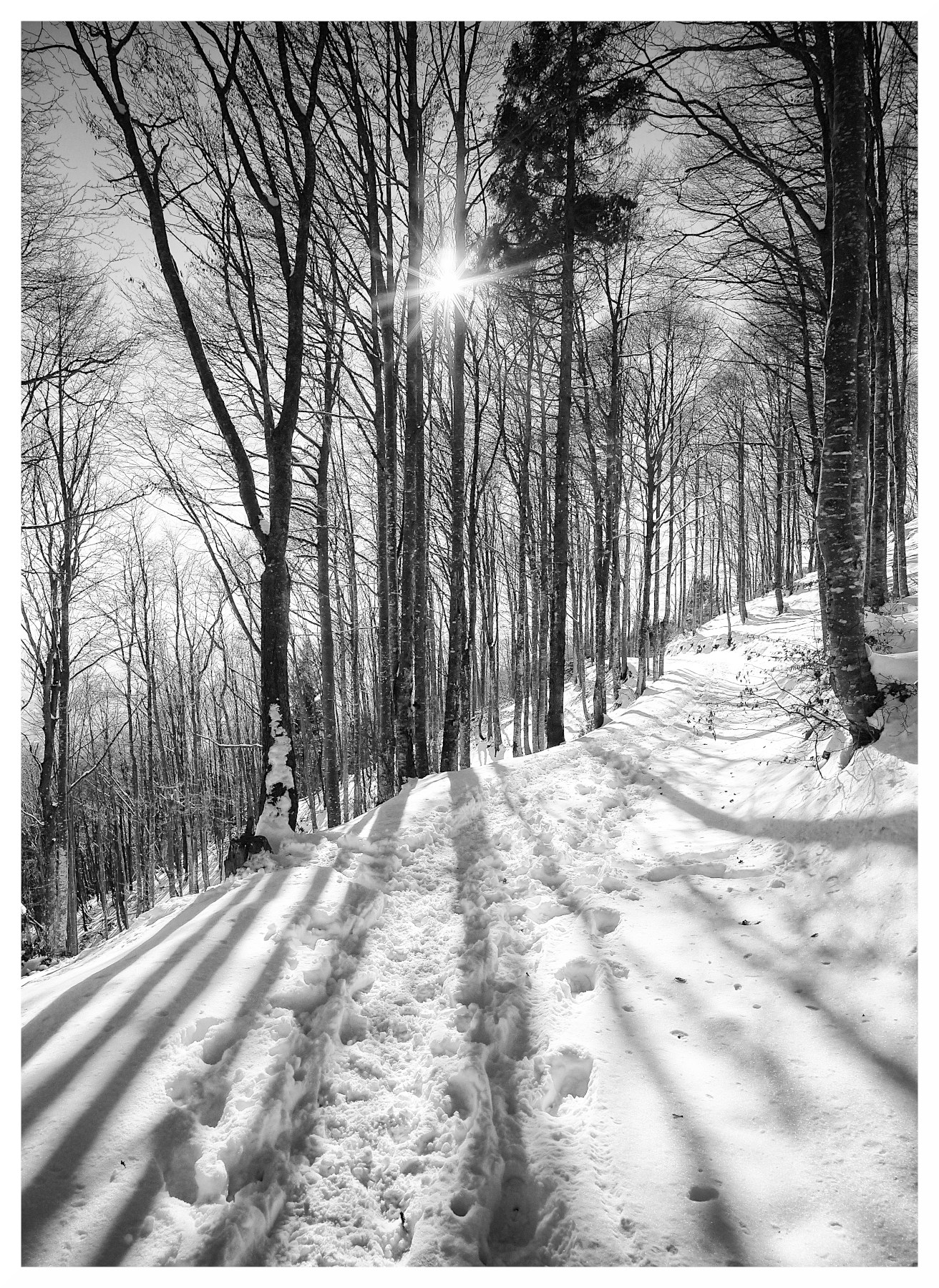 controluce nel bosco innevato