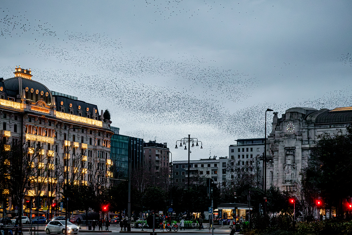 Stormi di uccelli in citt�