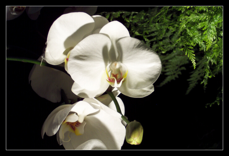 Altra Orchidea (credo!)