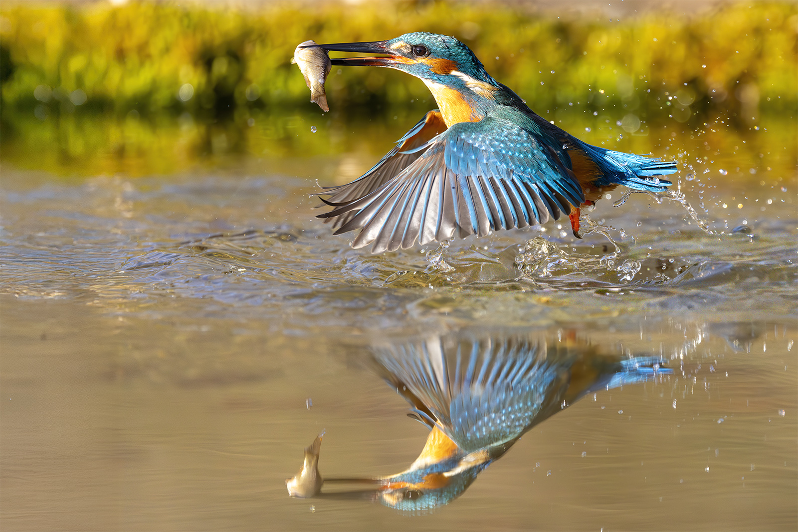 martin pescatore con riflesso