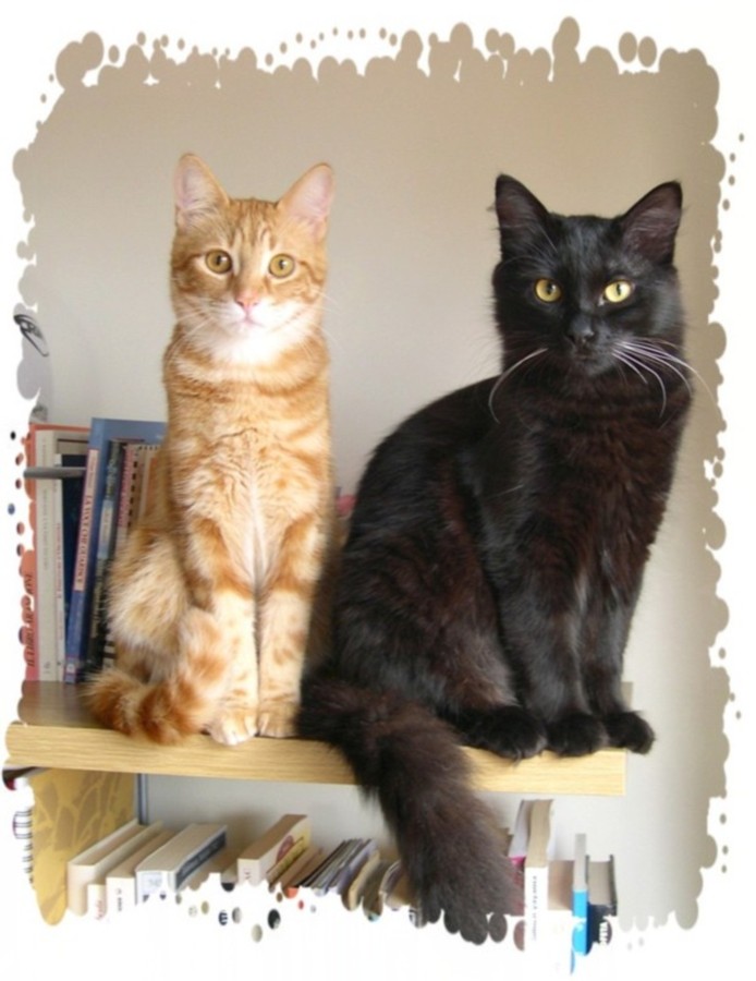 Amici pelosi, senza aspettative