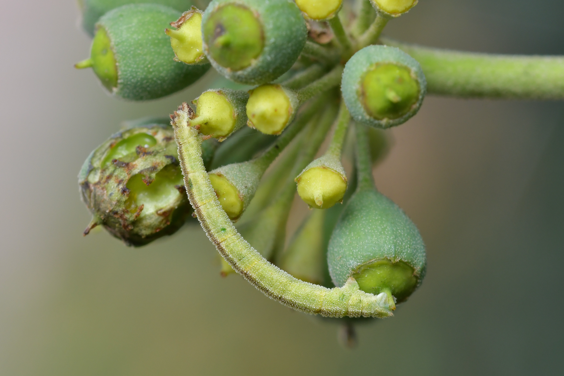 Piccolo bruco, altra posa...