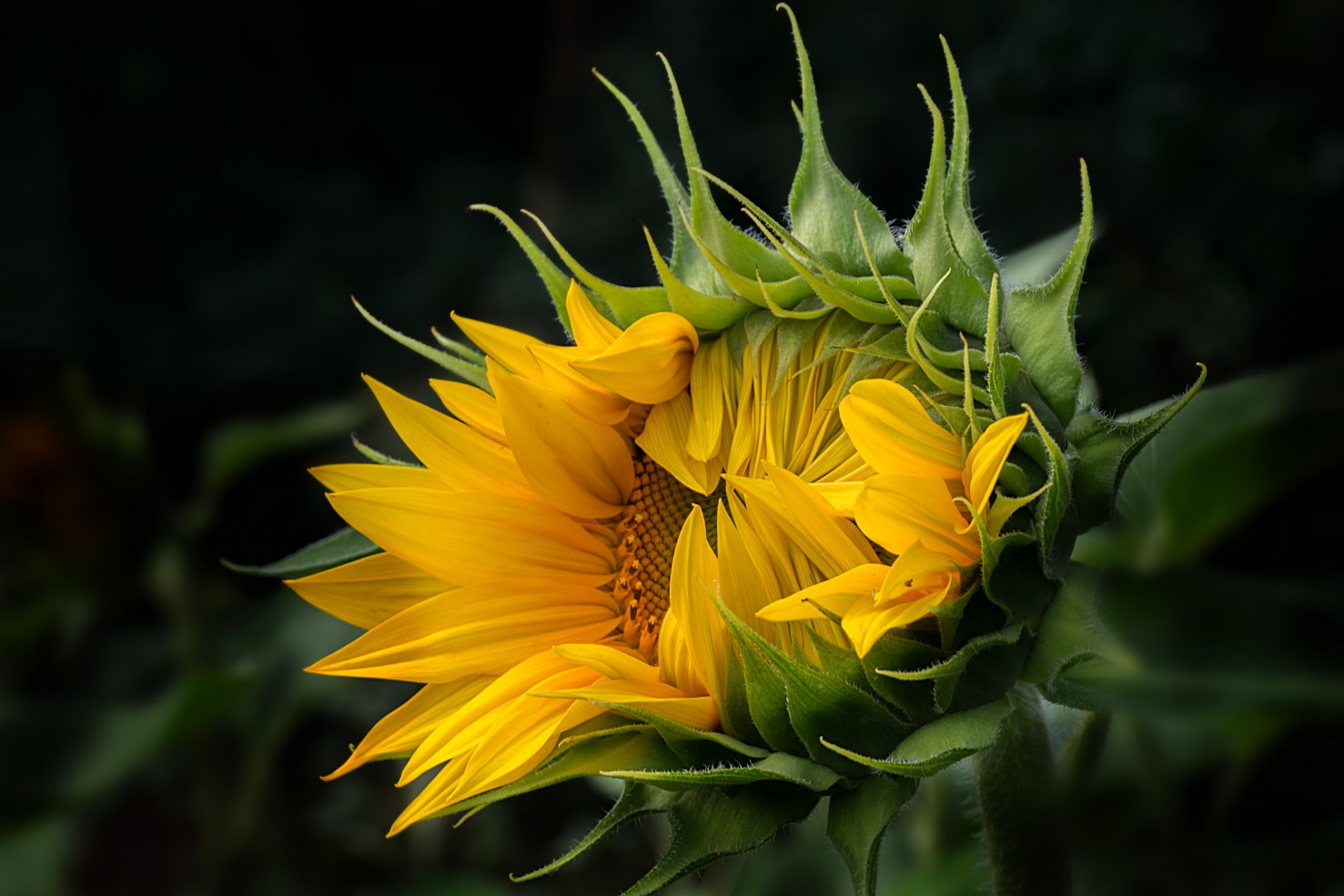Il girasole