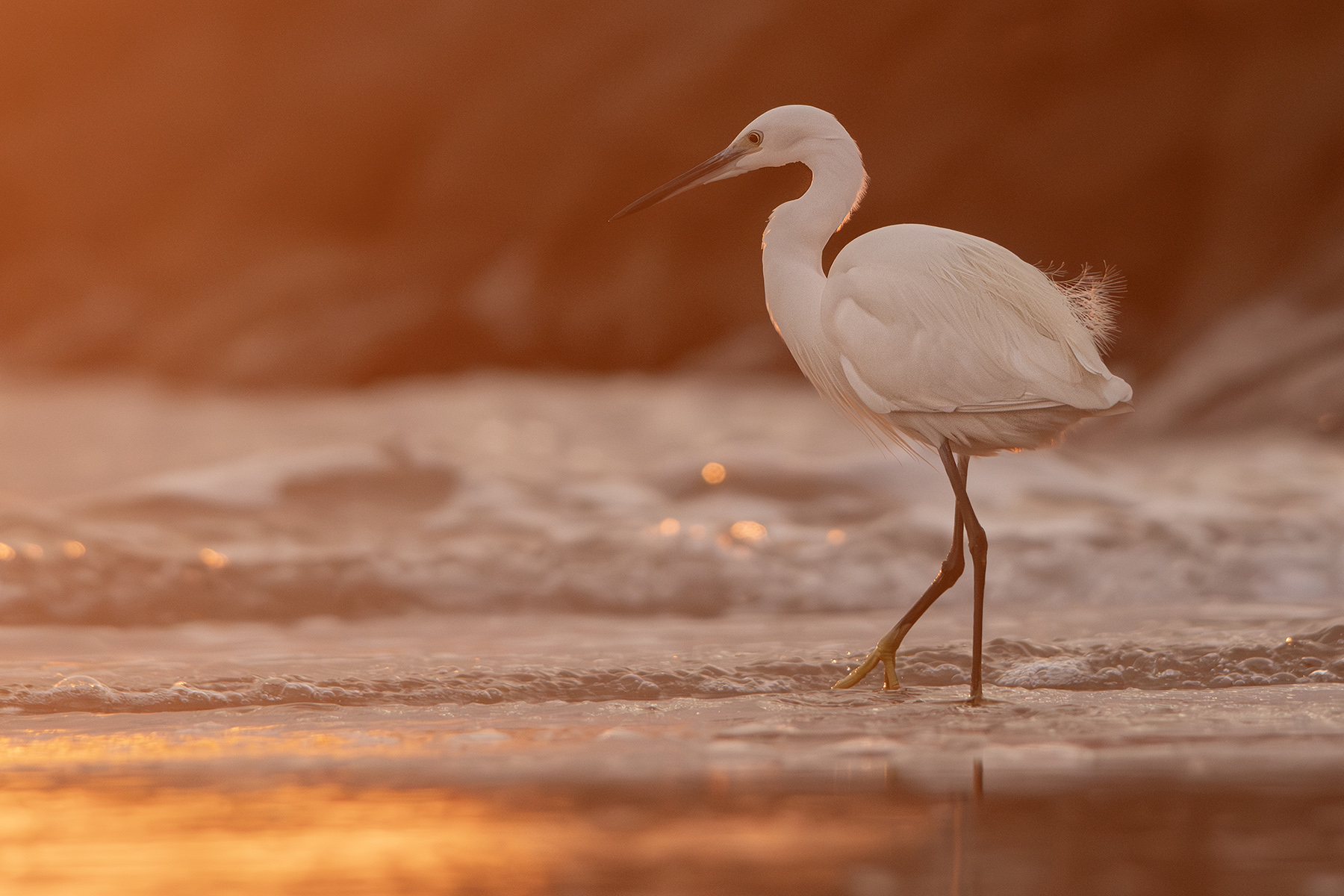 TorreFlavia_Naturalistica_Gen26_1