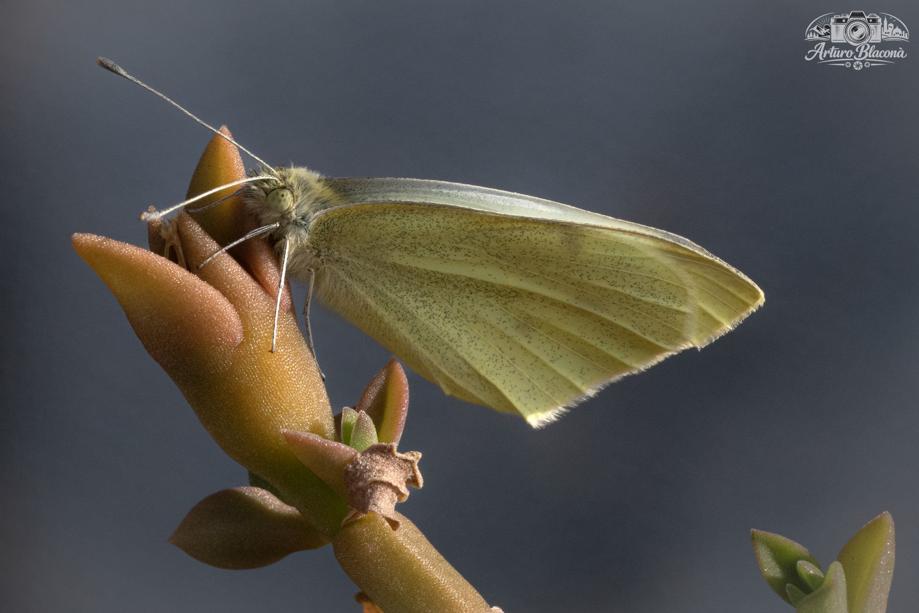 Pieris rapae - Cavolaia comune
