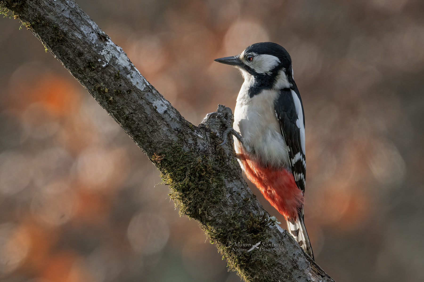 Picchio-rosso-maggiore-femmina_DSC04480