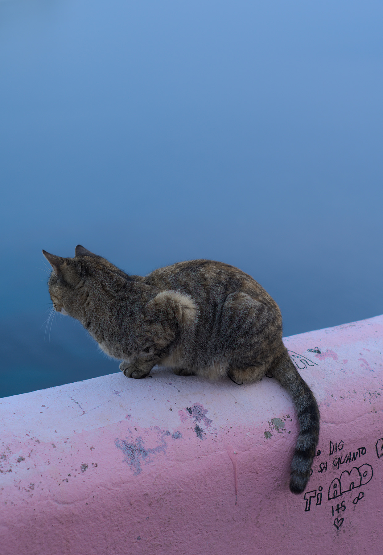 Gatto sul muretto