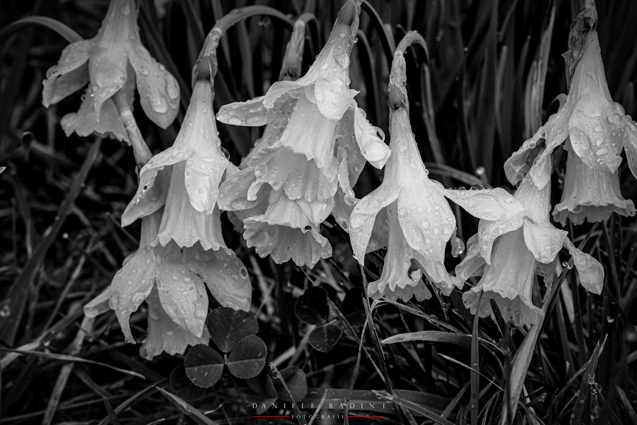 narcisi, pioggia e bianco/nero