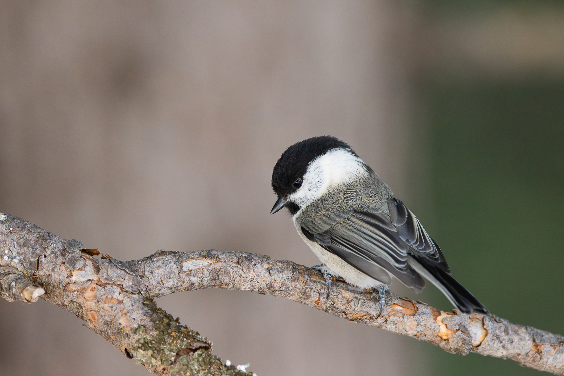 Cincia Bigia Alpestre
