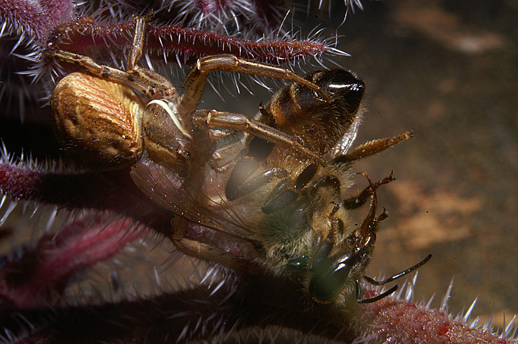 ragno Vs. ape (problema)