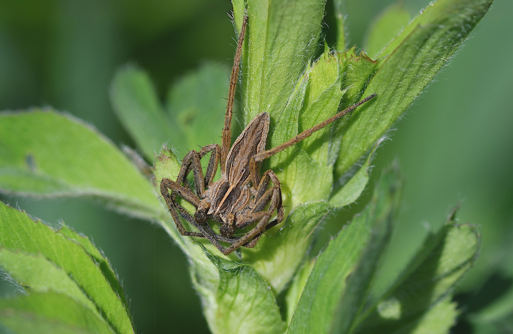 Pisaura mirabilis in agguato