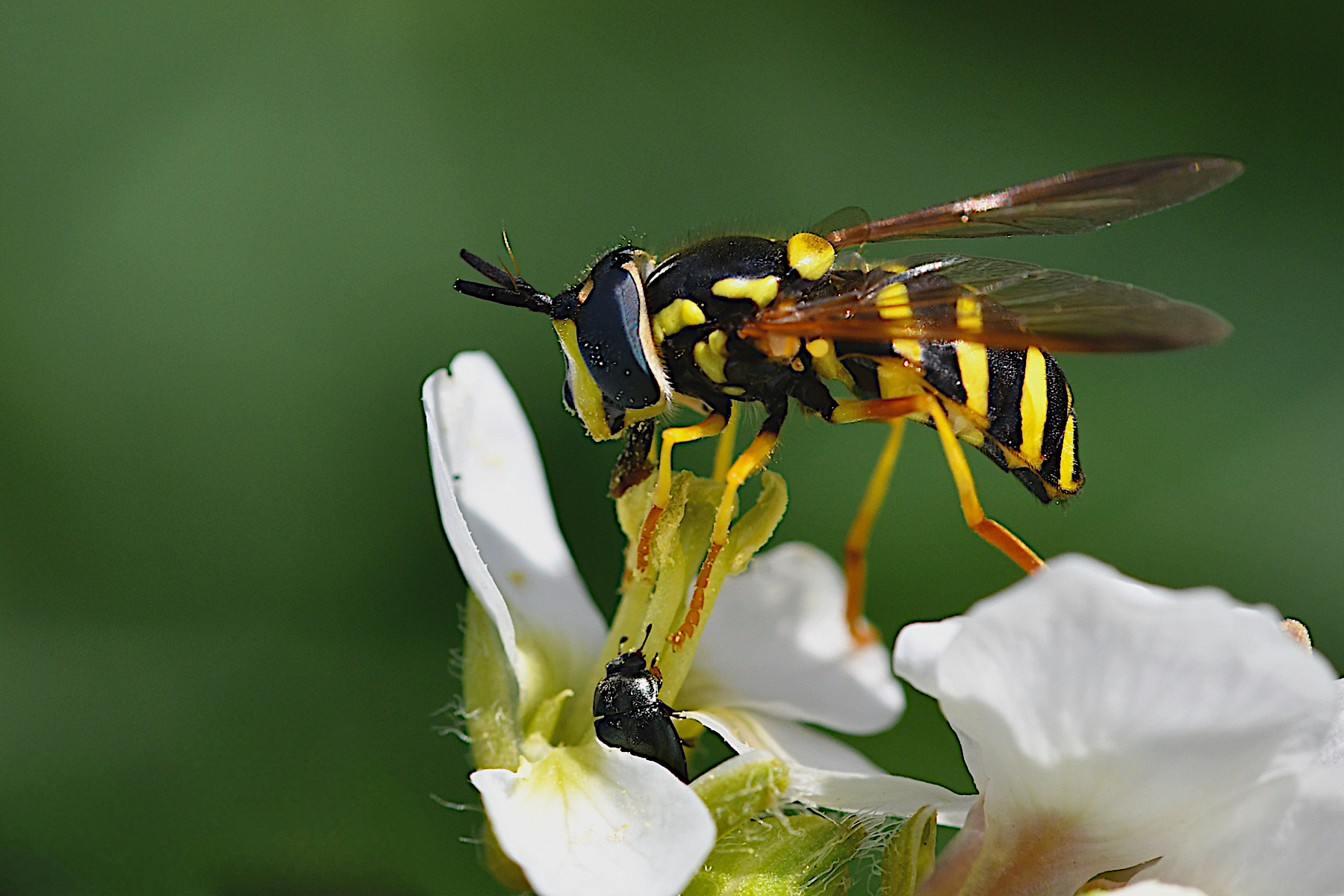 Mosca vespa (Chrysotoxum) con ospite