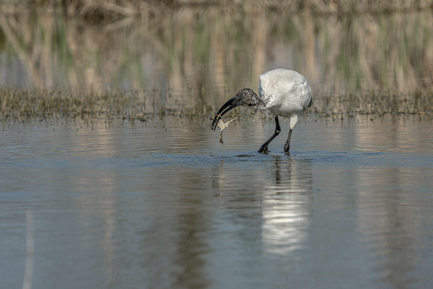 Ibis sacro con rana