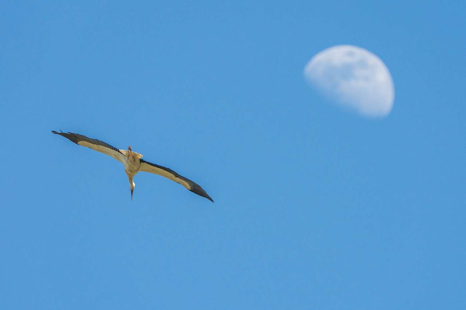La cicogna e la luna