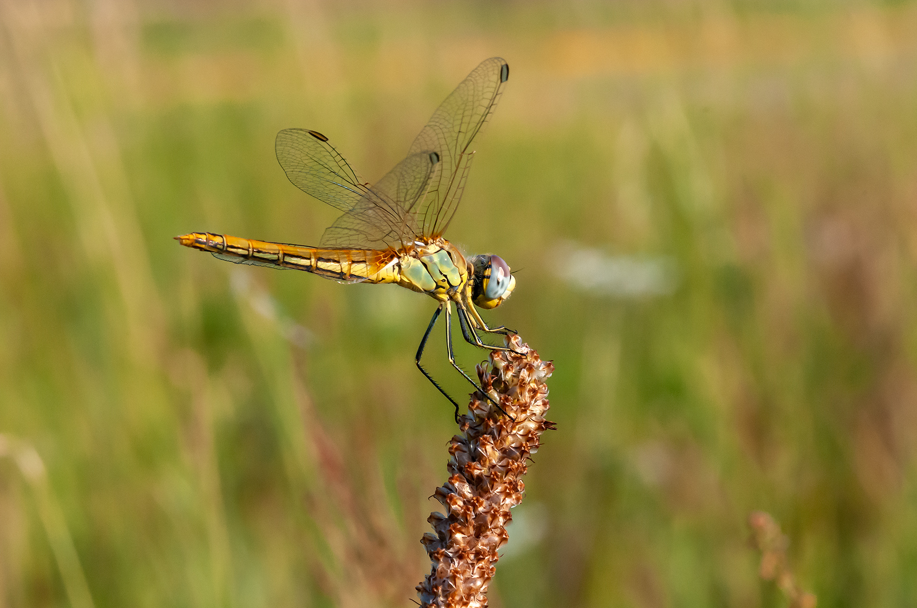 libellula