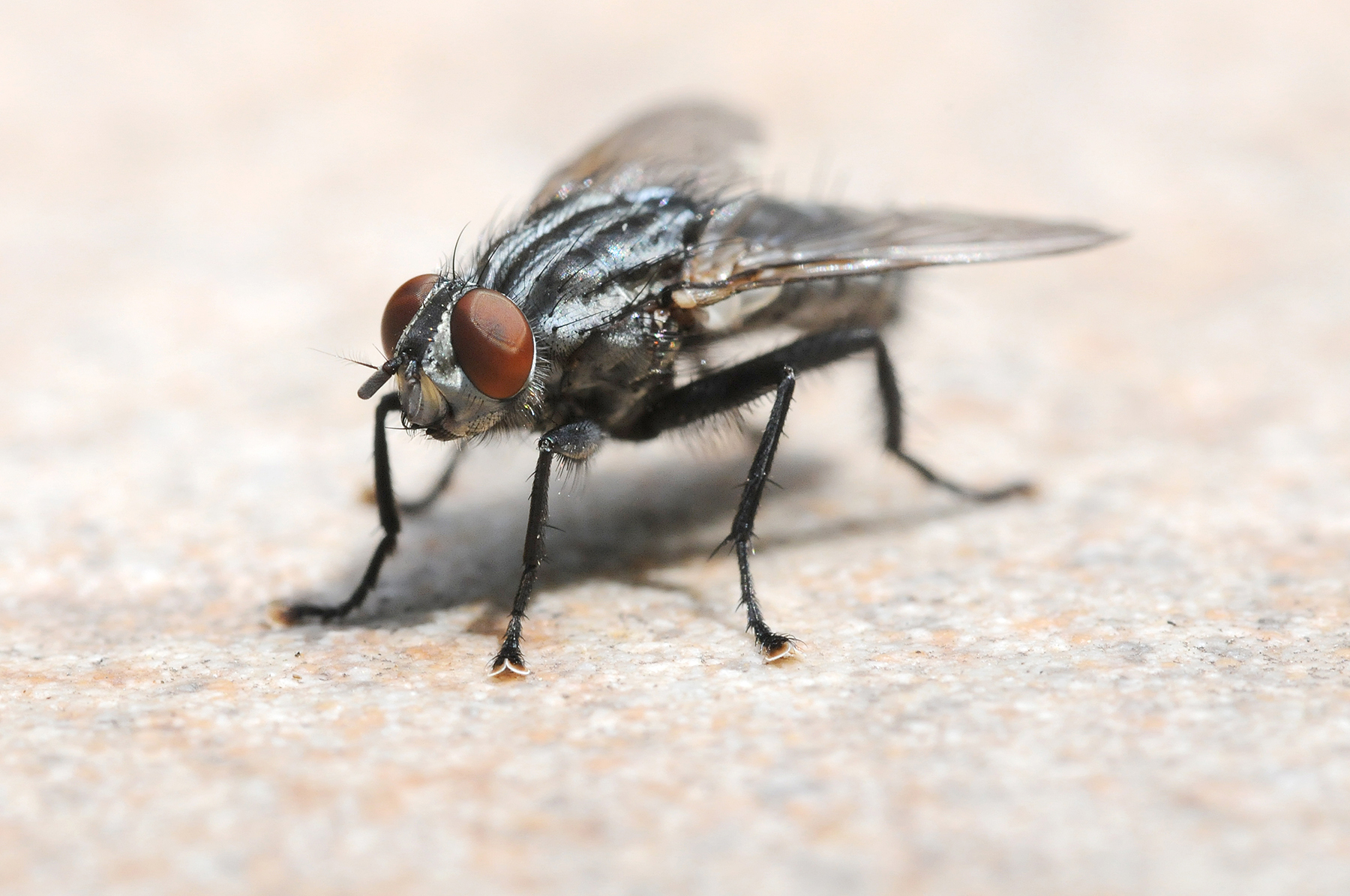 mosca