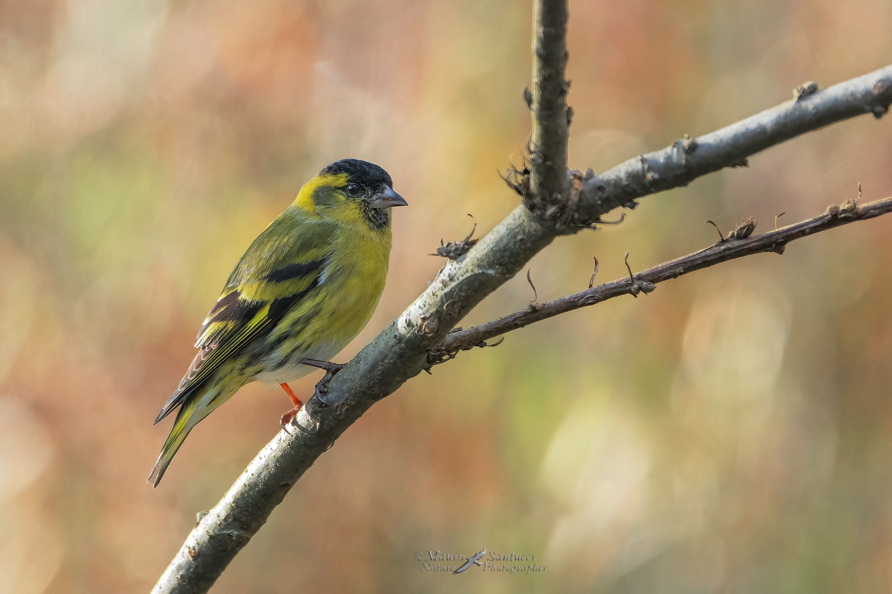 Lucherino_DSC04245