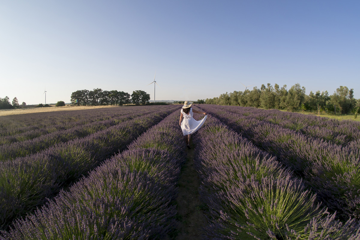 Classica lavanda