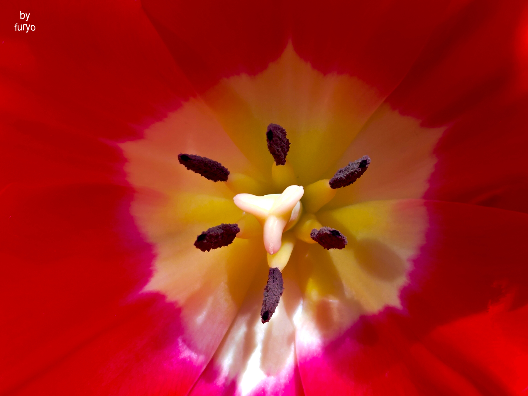 tulipano