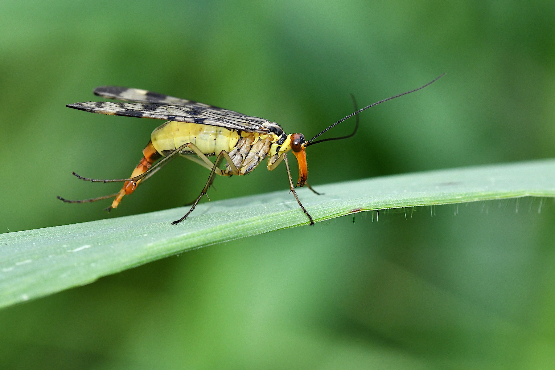 Confricazioni addominali della mosca scorpione