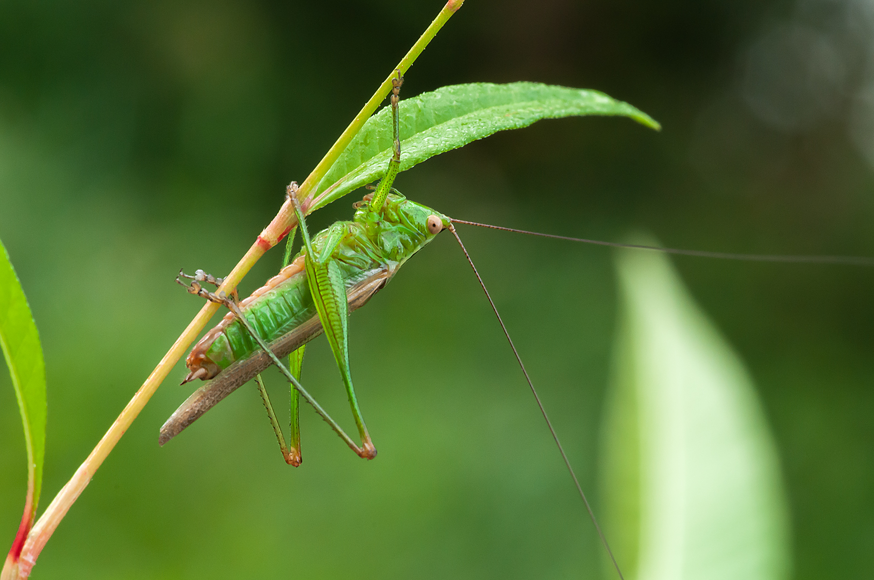 Tettigonia.