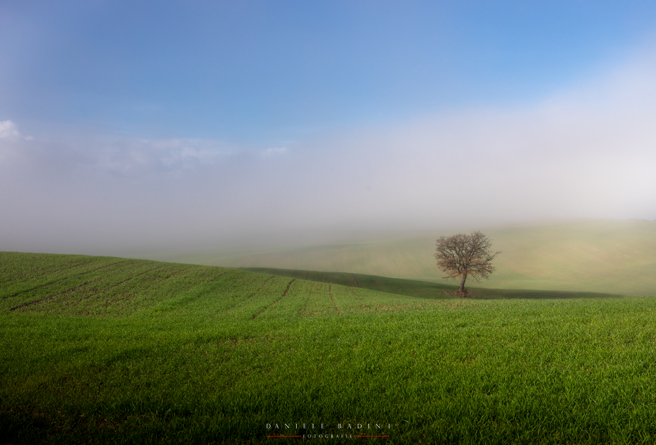 l'albero