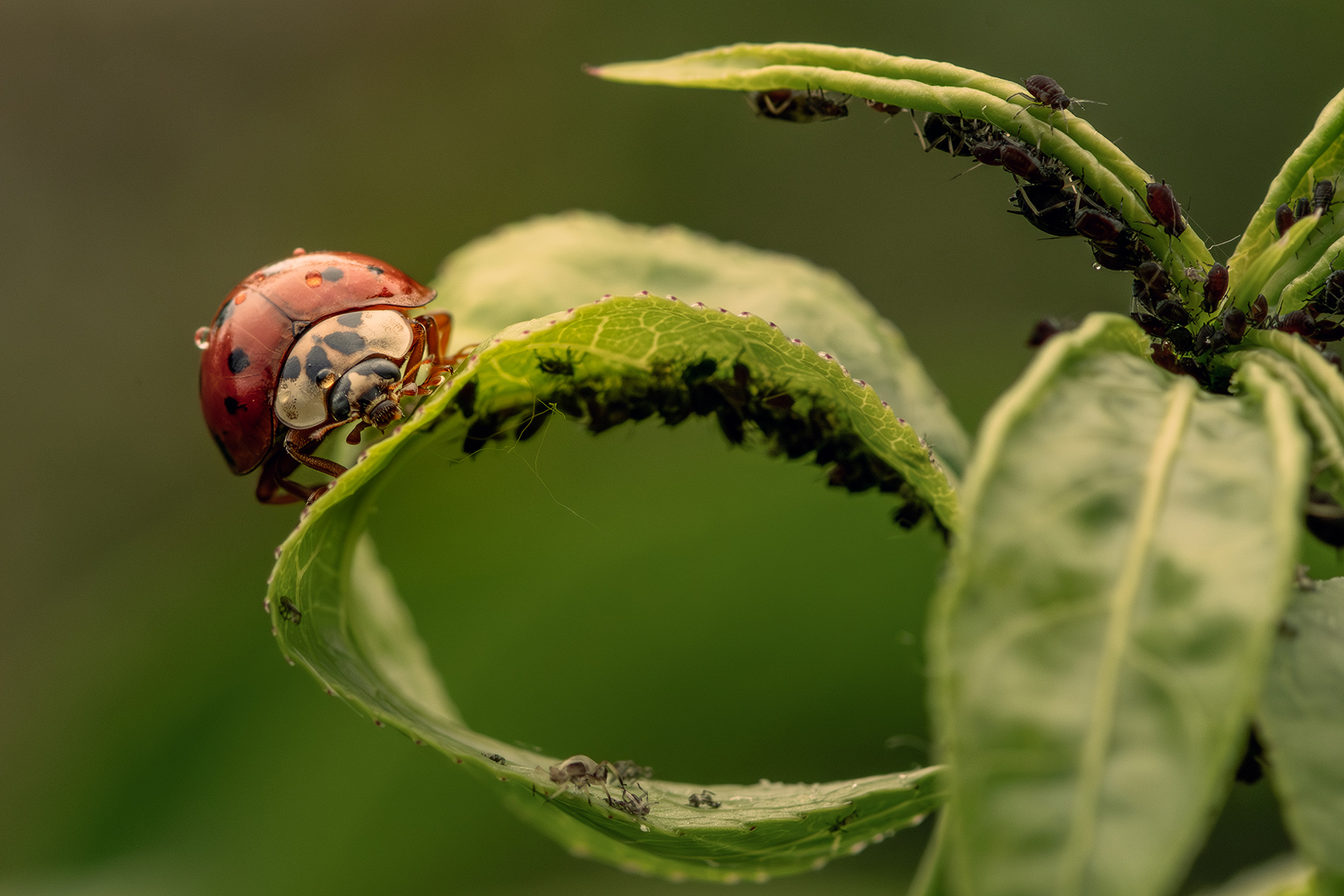 Macro_Mag2026_B_5